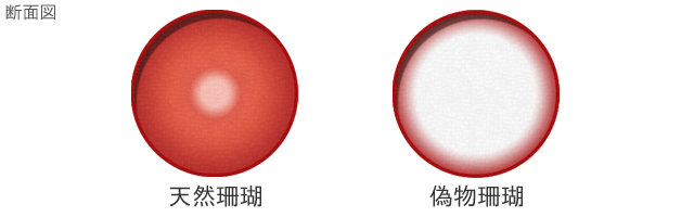 珊瑚の見分け方とメンテナンス方法 | 宝石の高額買取なら実績No.1の