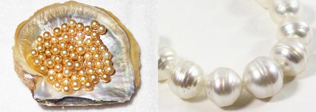 シロチョウ真珠（サウスパール･南洋）