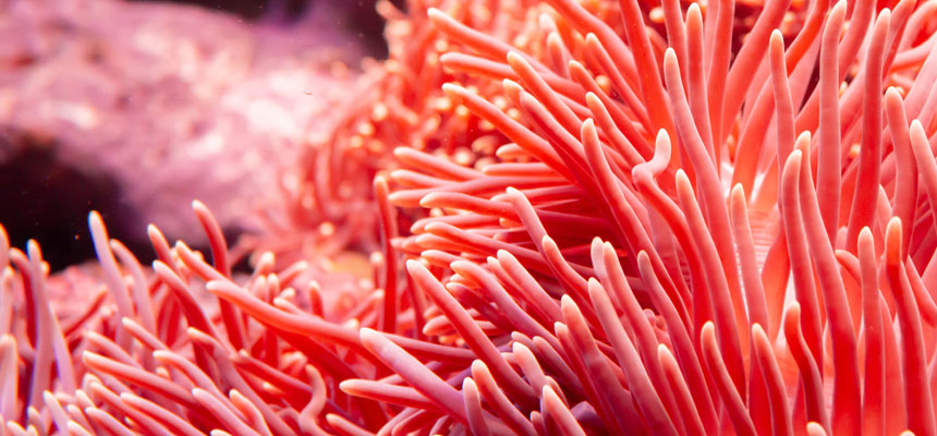 珊瑚の基本知識（種類、生息地、生態系での役割） | 宝石の高額買取