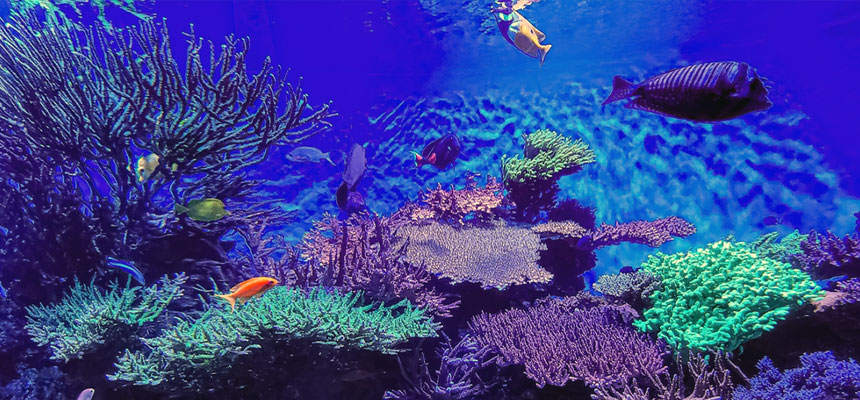 珊瑚礁の危機「白化現象」とは？保護活動と環境問題 | 宝石の高額買取