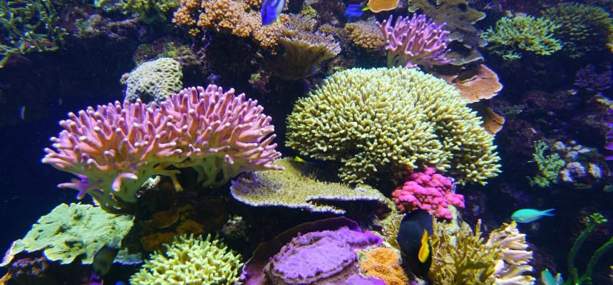 珊瑚とジュエリー | 宝石の高額買取なら実績No.1のリファスタ（東京