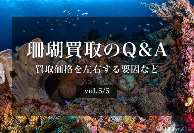 【サンゴを買収する様】ご確認用 珊瑚買取のQ&A(買取価格を左右する要因など) | 宝石の高額買取なら実績