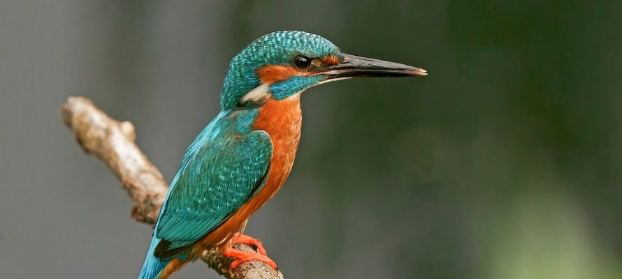 翡翠（ヒスイ）は中国にとってどんな意味があるの？ | 宝石の高額買取