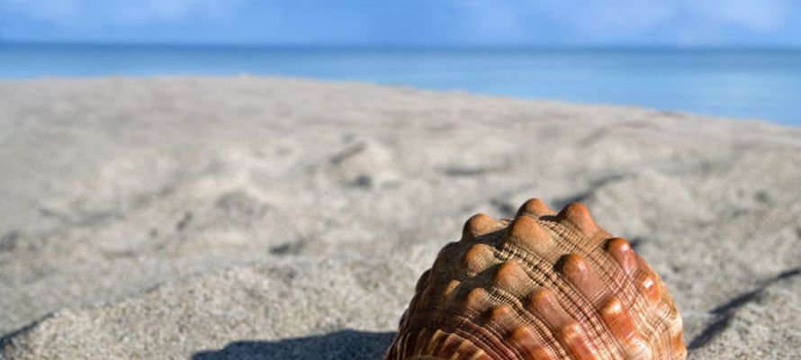 カメオの素材「マンボウガイ」の特徴と加工方法 | 宝石の高額買取なら